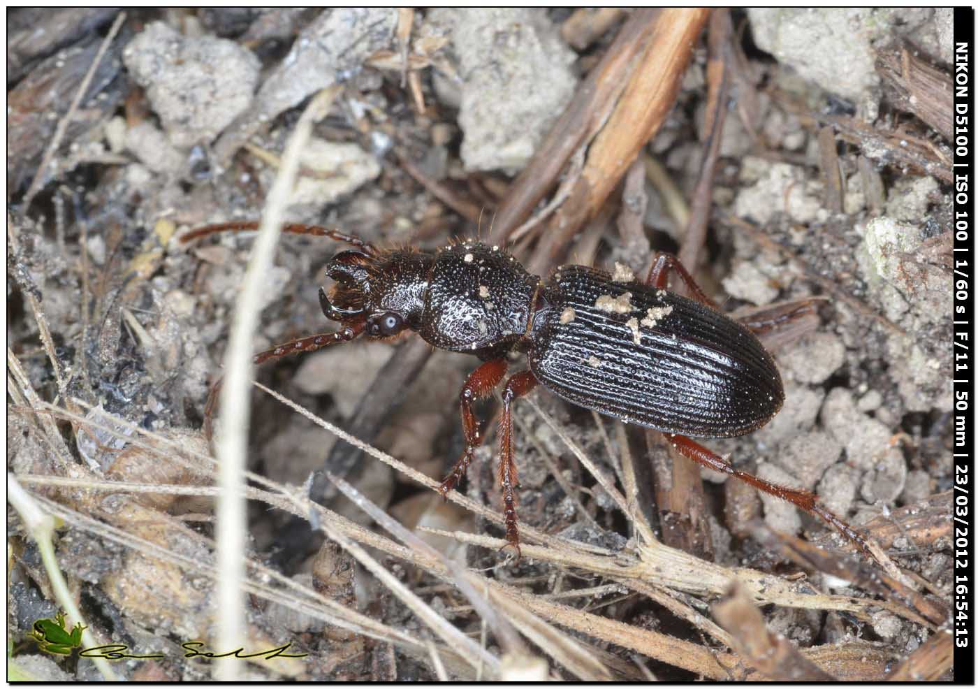 Carterus cfr calidonius e C. rotundicollis